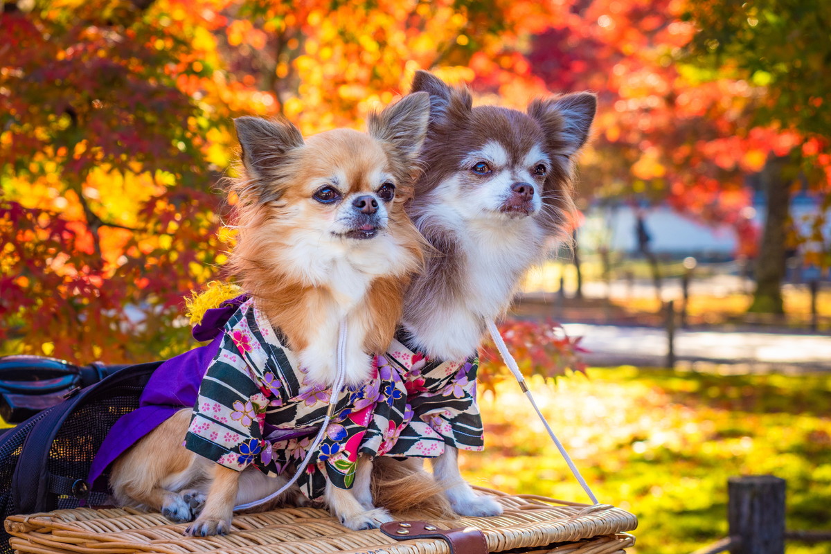 京都で犬連れの観光ができる寺社仏閣5選